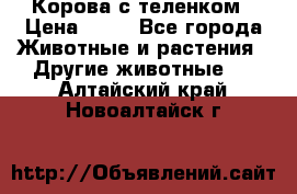 Корова с теленком › Цена ­ 69 - Все города Животные и растения » Другие животные   . Алтайский край,Новоалтайск г.